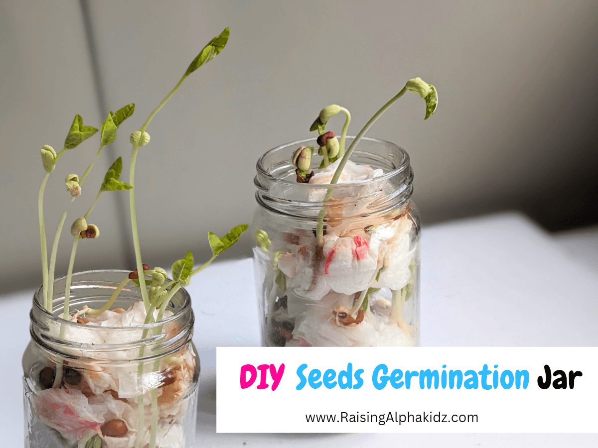 DIY Seed Germination Jar