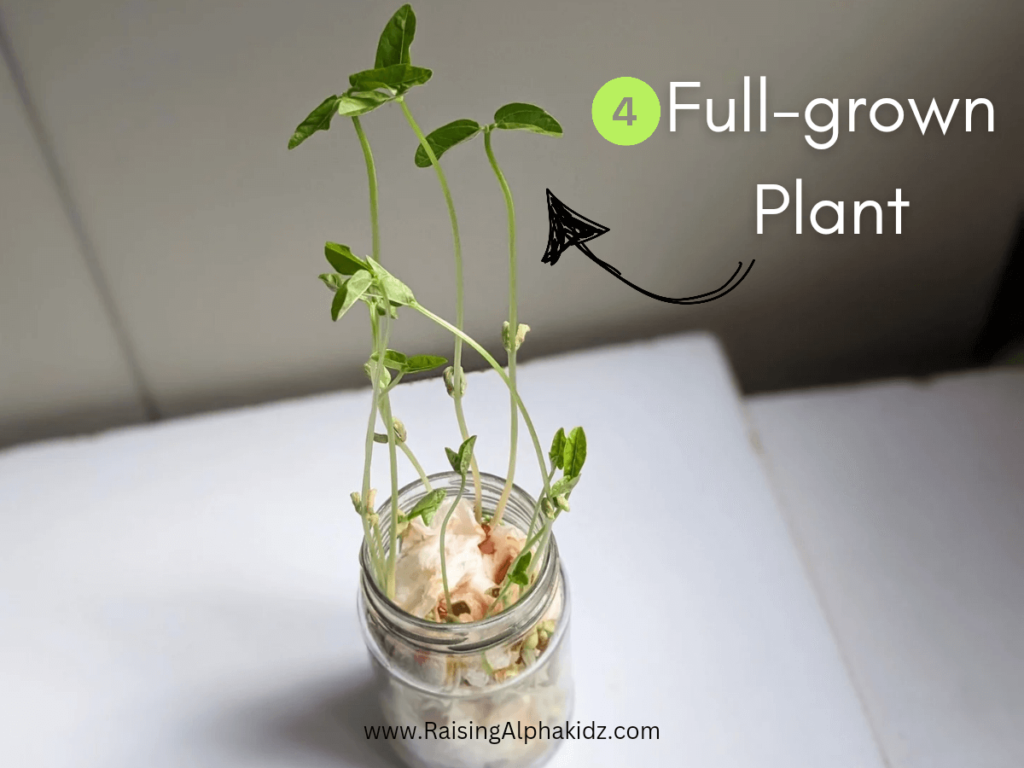 DIY Seed Germination Jar