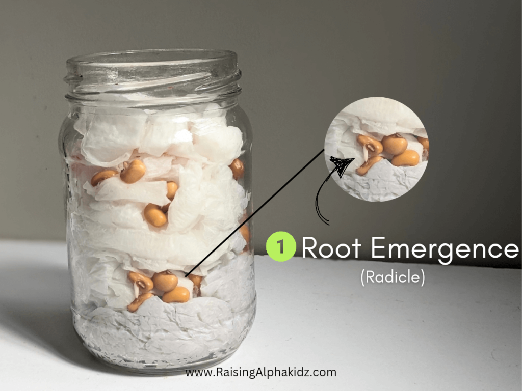 Seeds Germination Activity 