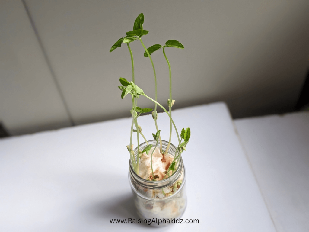 DIY Seed Germination Jar