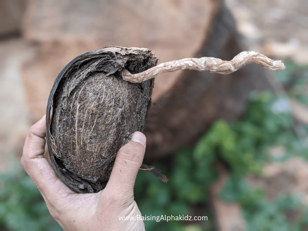 Harvestation of Sprouted Palm seed