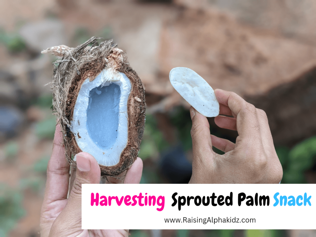 Raw Snack: Harvesting Palm Sprout