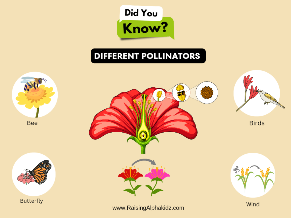 Pollination and different Pollinators 