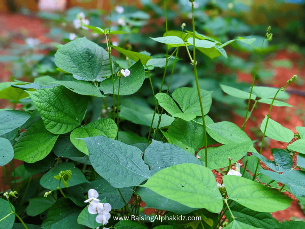 Kids Gardening Activity 