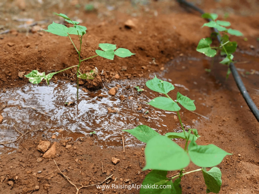 Watering Plants