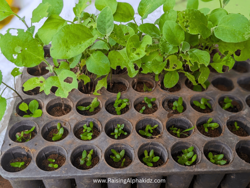 Sapling tray