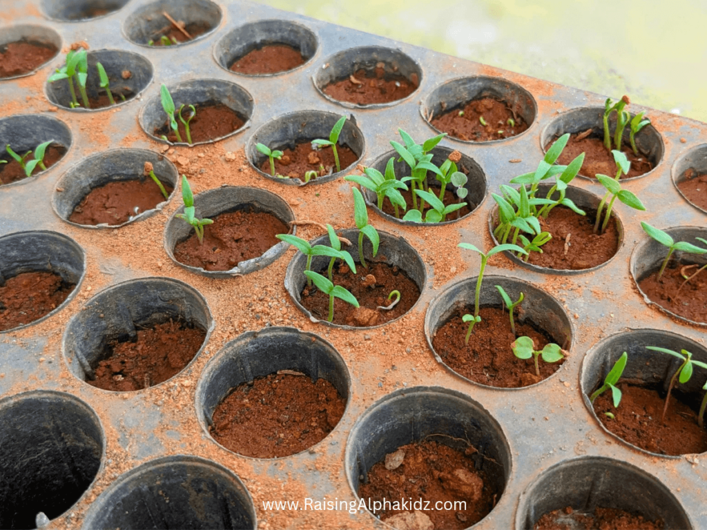 Kids Gardening Activity 