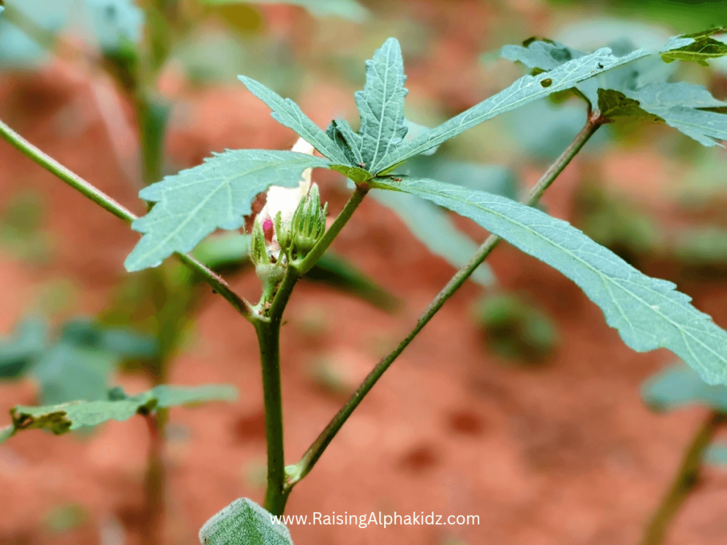 Kids Gardening Activity 