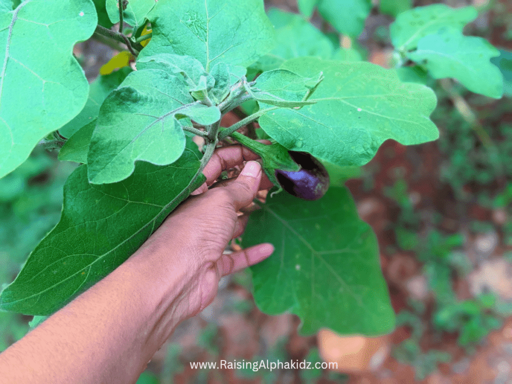 Kids Kitchen Garden