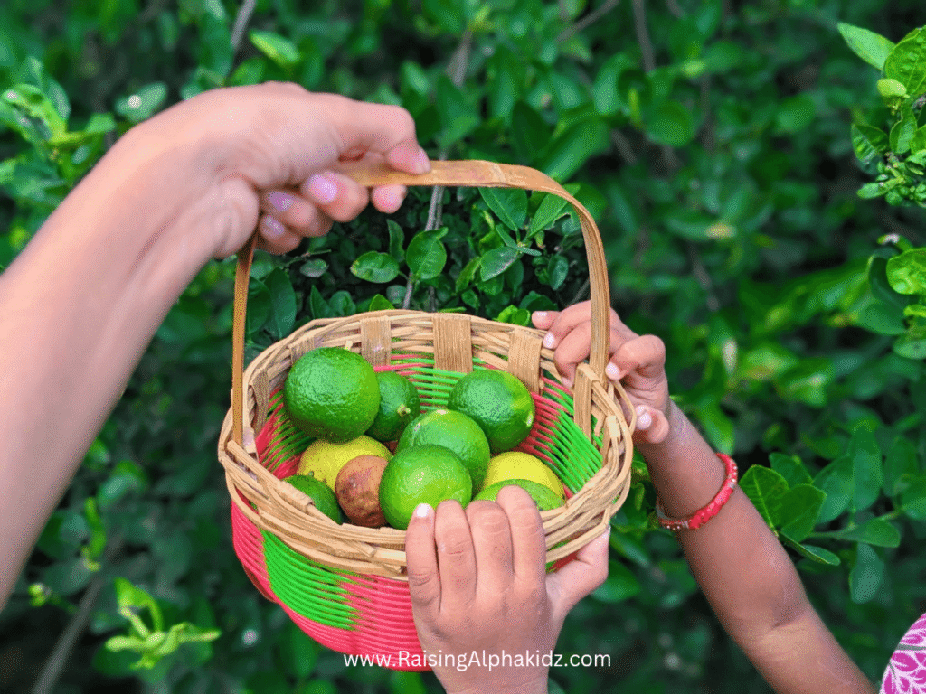 Kids Kitchen Garden