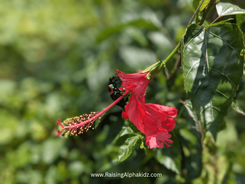 Bugs Hunt on Kitchen Garden