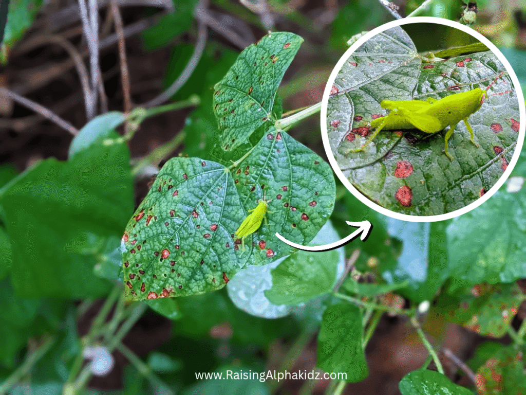 Bugs Hunt on Kitchen Garden