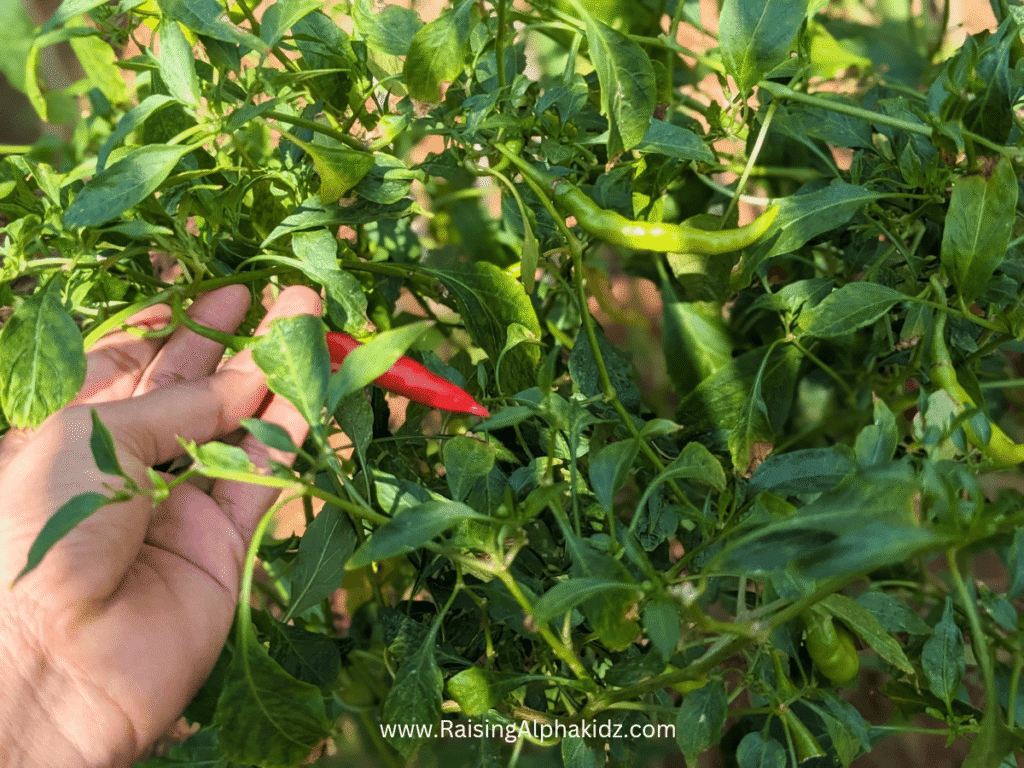 Kids Kitchen Garden