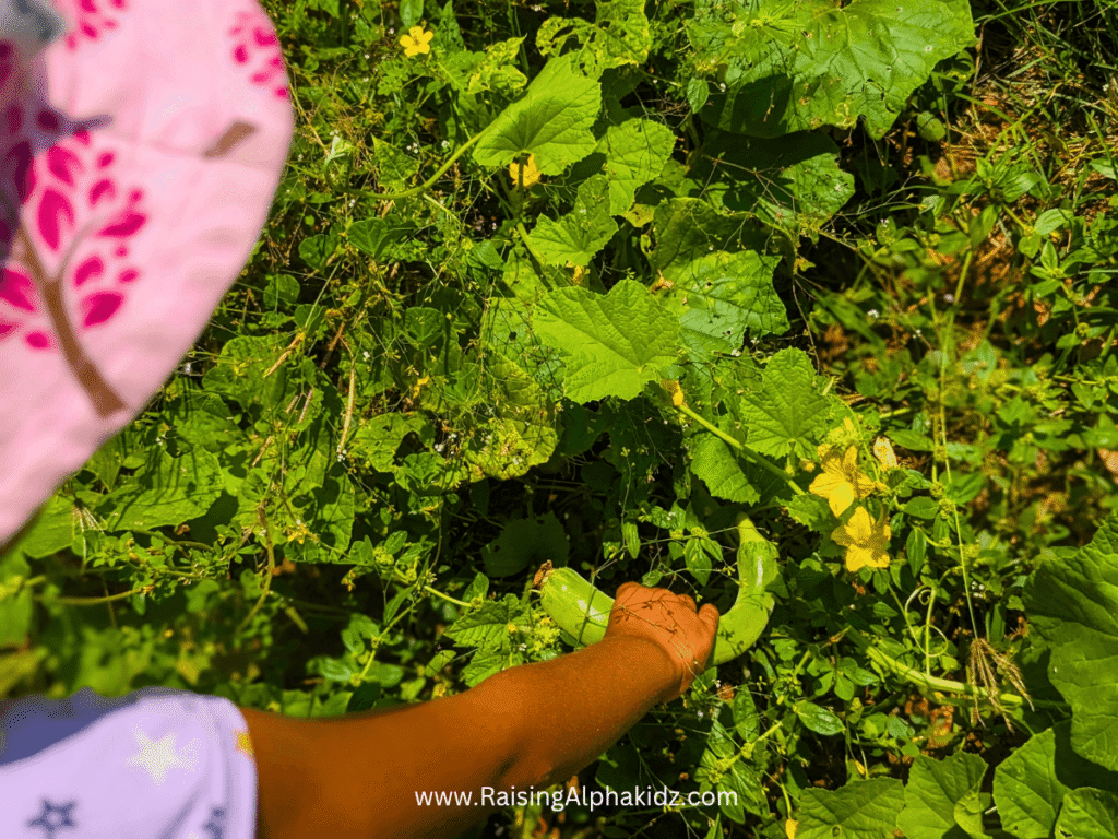 Kids Kitchen Garden