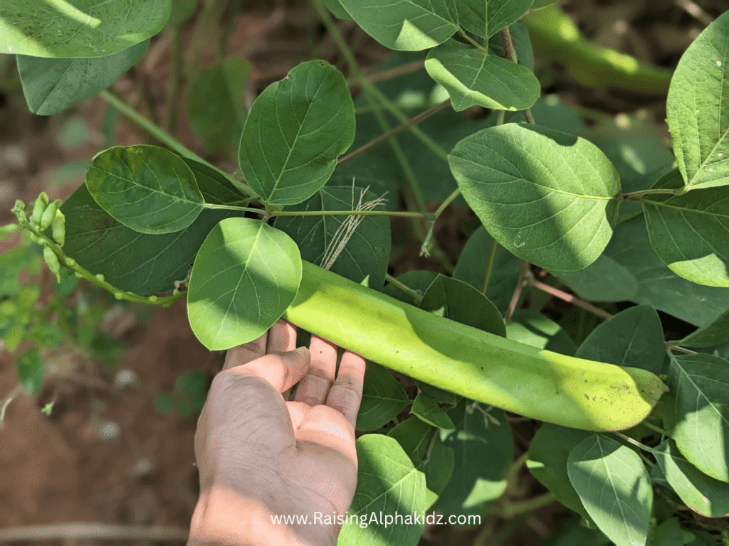Kids Kitchen Garden