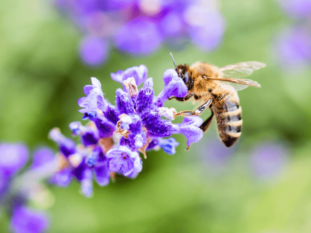 Bee Puzzle