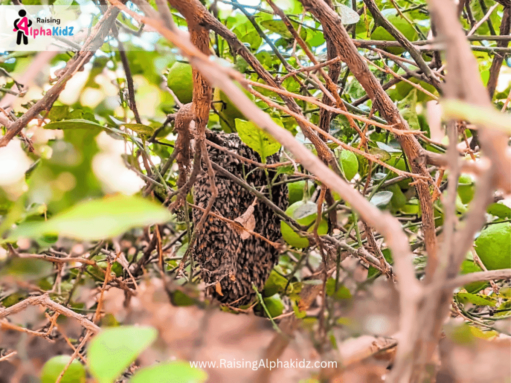 Spotted beehive during nature hunt