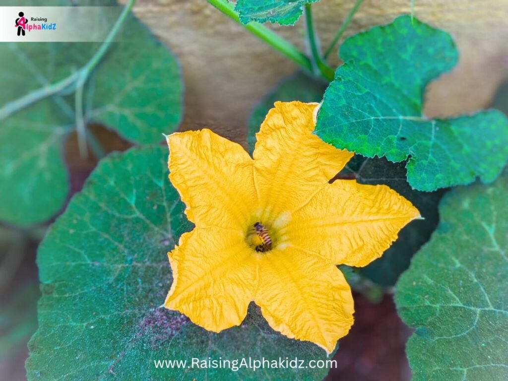 Give instructions for floral hunt to create nature mandala