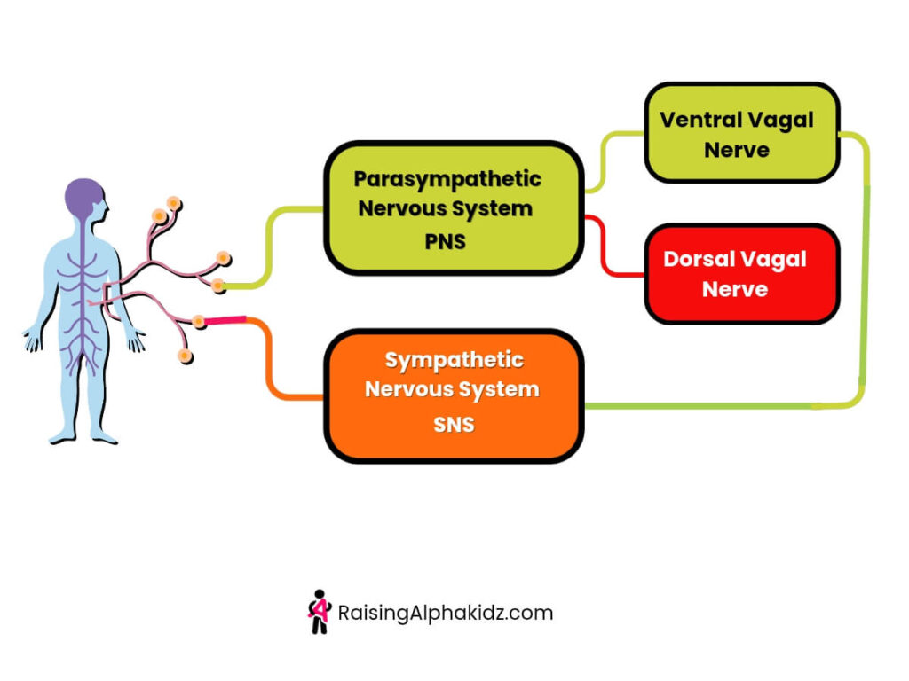 Parasympathetic and sympathetic nerve system 