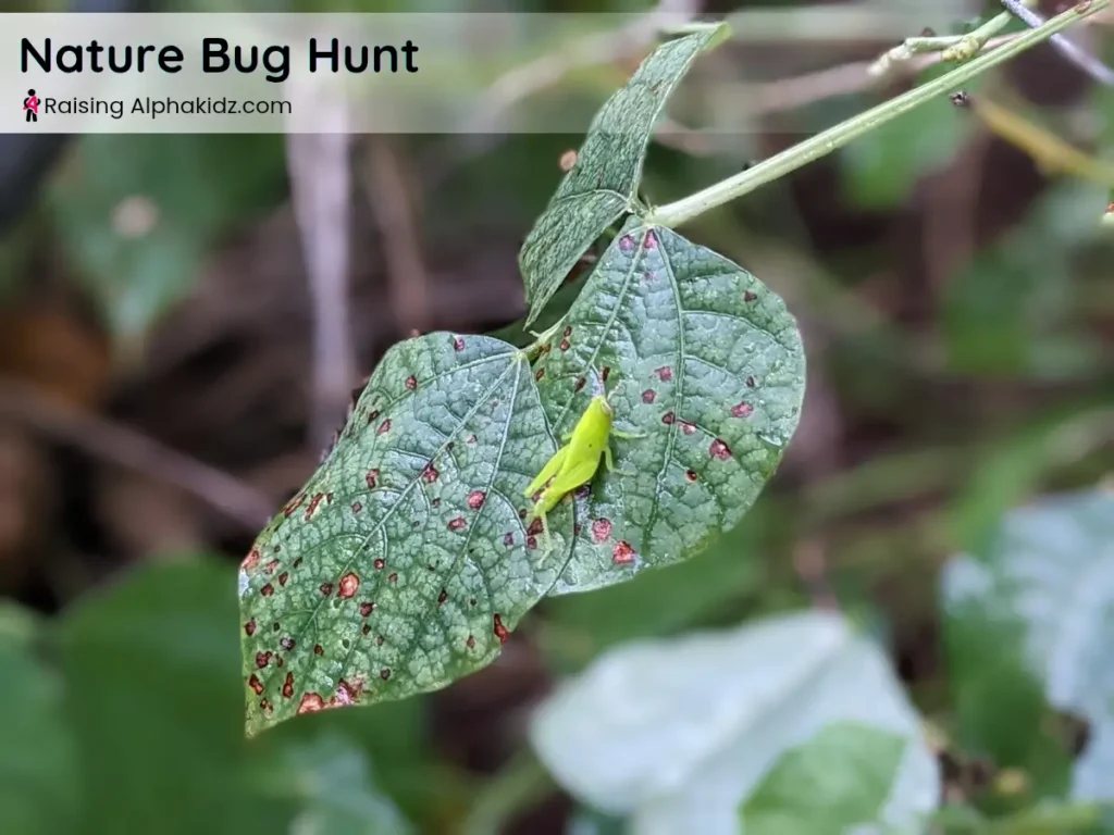 grasshopper resting on a leaf during kids nature bug hunt